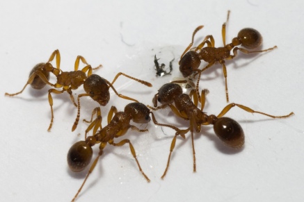 Уничтожение муравьев   в Зеленограде 