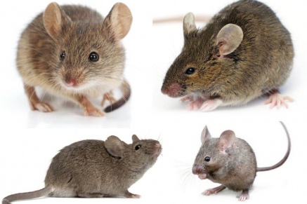 Уничтожение (дератизация) мышей   в Зеленограде 